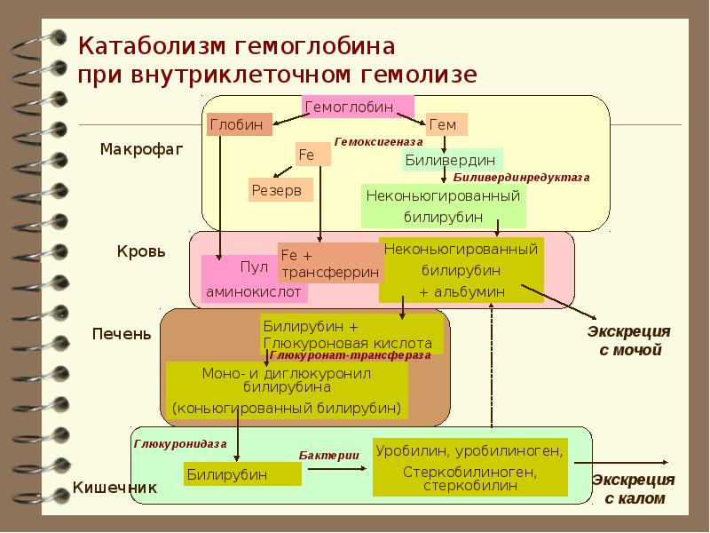 Схема катаболизма гема до образования конечных продуктов