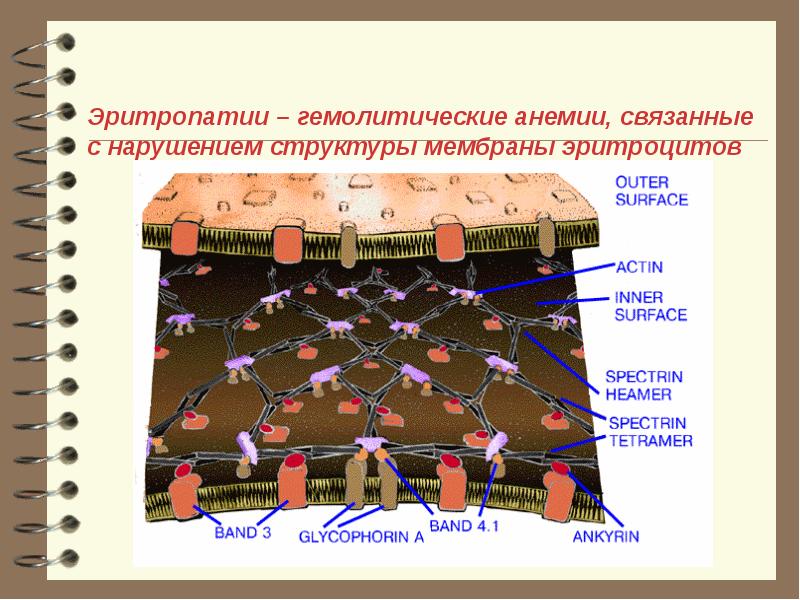 Оболочка эритроцита. Эритроцит мембрана строение спектрин. строение мембраны эритроцита. структура мембраны эритроцита. строение эритроцитарной мембраны.
