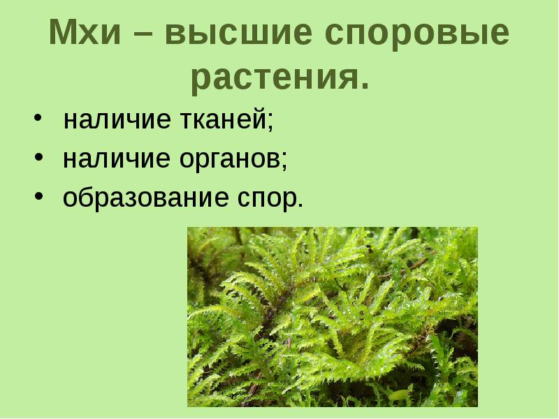 Почему мхи называют высшими споровыми растениями. Споровые растения презентация. Низшие и высшие споровые растения. Споровые растения схема. Высшие споровые растения Моховидные.