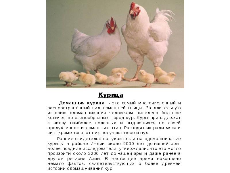 План домашние птицы. Сообщение о курице 3 класс. Доклад про курицу. Курица для презентации. Домашняя птица виды.