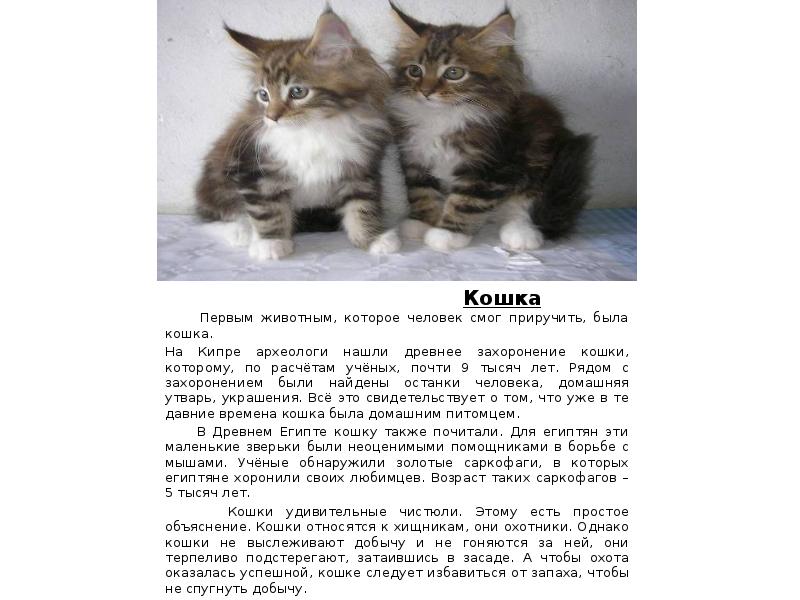 История одомашнивания кошек. Приручить кота. Как приручить домашнюю кошку. Как приручить кошку. Как приручить домашнюю кошку.