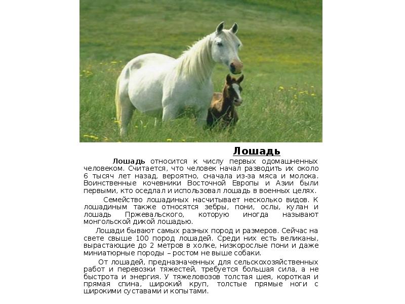 Сообщение о лошади 3 класс. Рассказ о лошади. Лошадь домашнее животное описание. Доклад про лошадь. Домашние животные лошадь доклад.