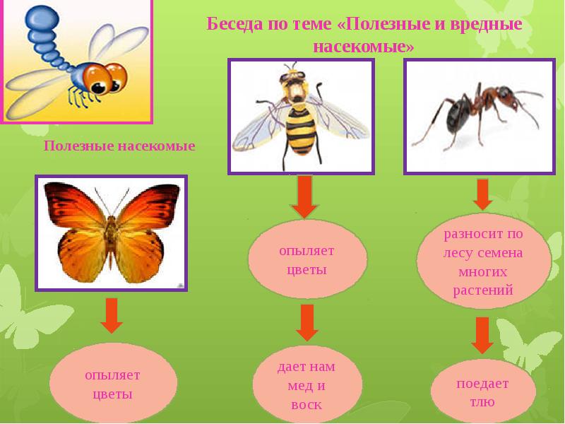 Презентация звуки насекомых для дошкольников