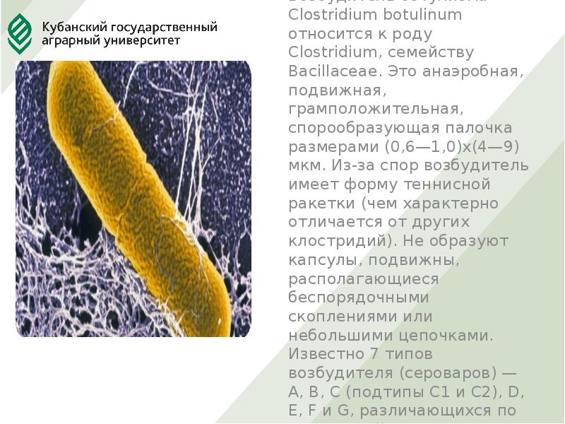 Clostridium botulinum презентация