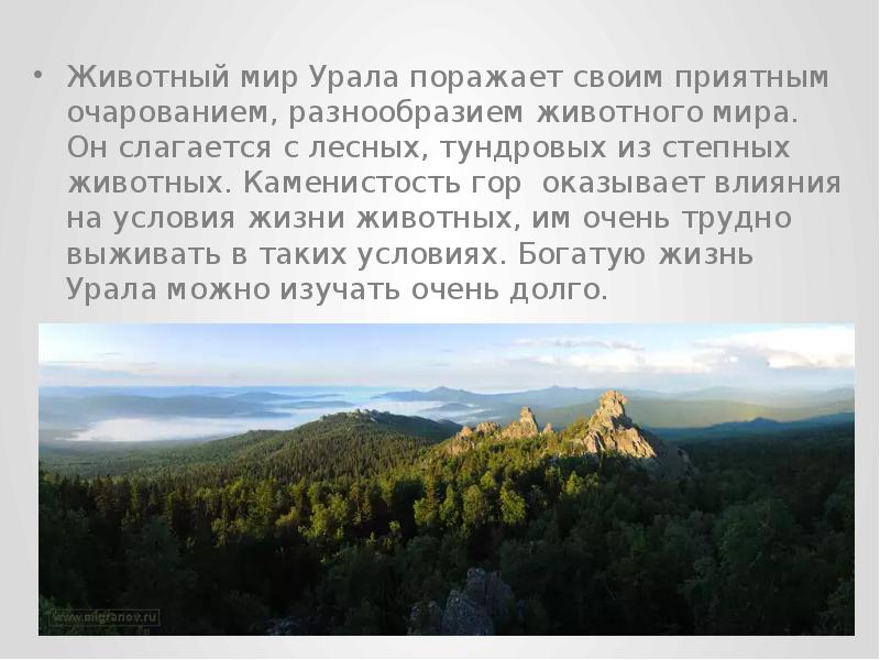 Кто живет на урале. Животный мир Урала. Уральские горы животный мир. Животный мир гор Урала. Животные Урала презентация.