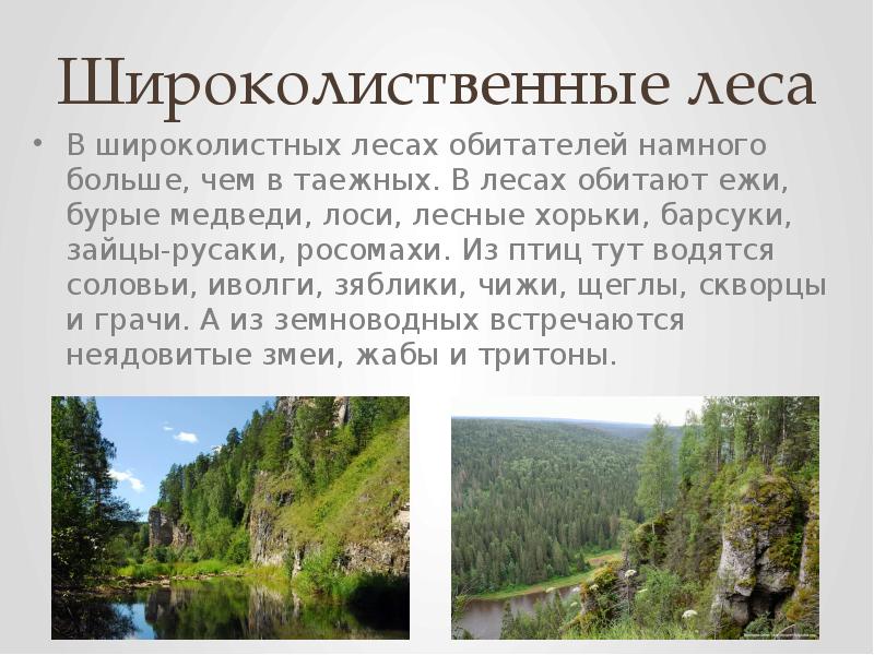 Кто водится в уральских лесах