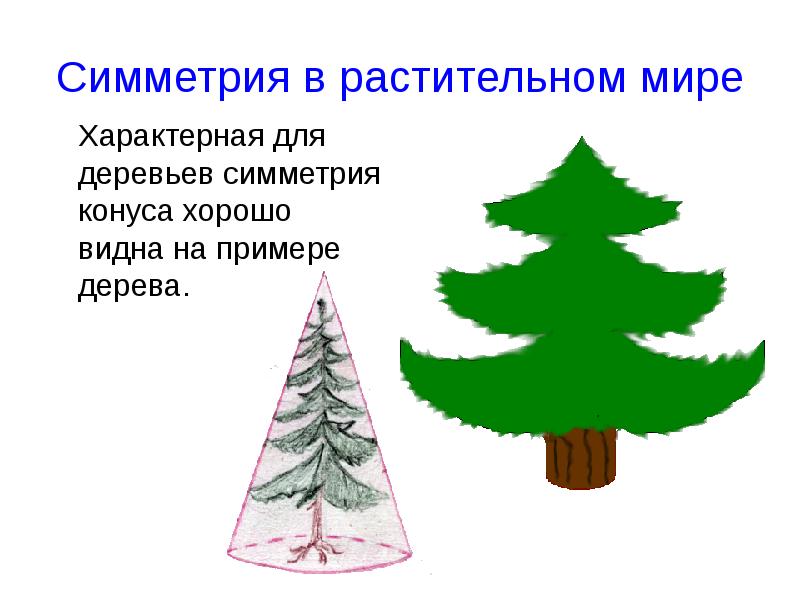 Презентация на тему симметрия в природе