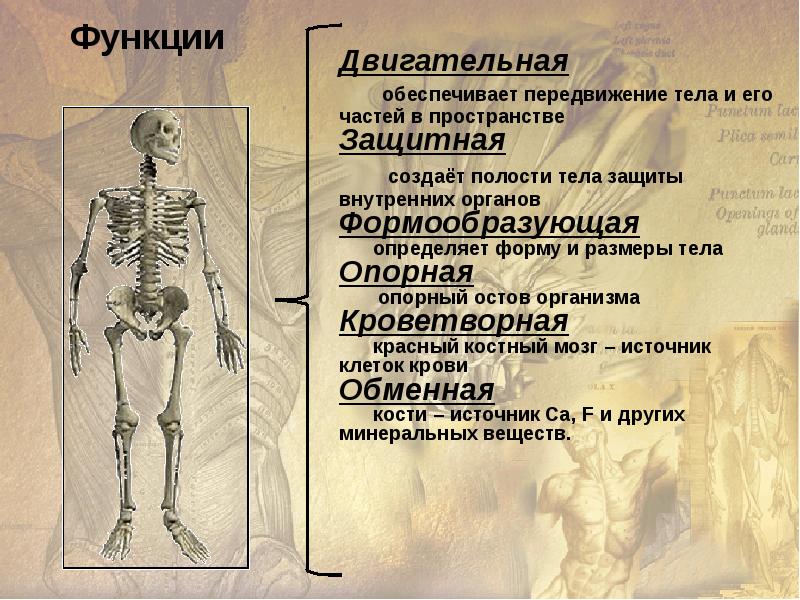 Биология 8 класс проект опорно двигательная система