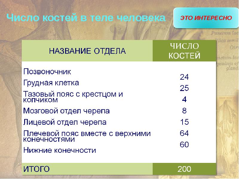 Число костей. Число костей в теле человека. Количество костей в человеческом организме. Количество костей туловища. Отделы количество костей.