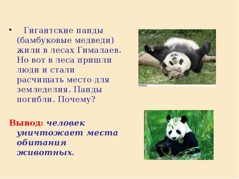 Сообщение про большую панду. Проект про большую панду. Описание панды. Описание панды. Большая панда доклад.