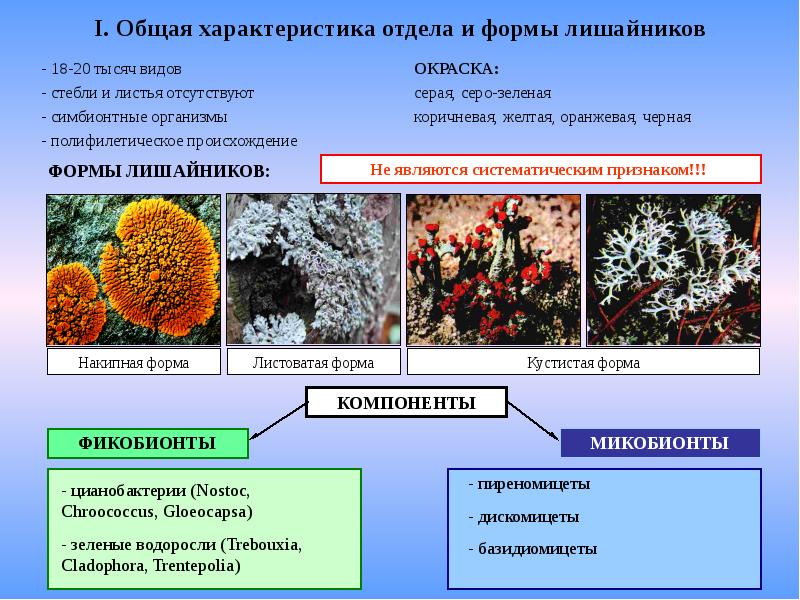 Отличие грибов от растений картинки