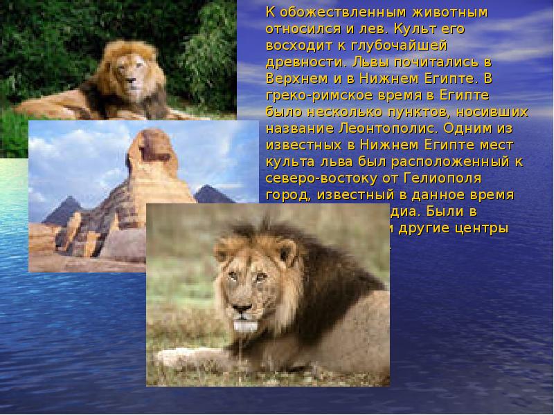 Лев какой род. Культ Льва. К какому отряду относится Лев. Животные Надцарство. Лев какая группа животных.