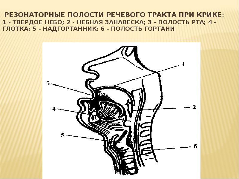 Полость шесть