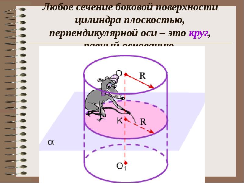 Перпендикулярно оси. Латеральное сечение. Перпендикулярное сечение площадь боковой поверхности. Перпендикулярно оси это как.