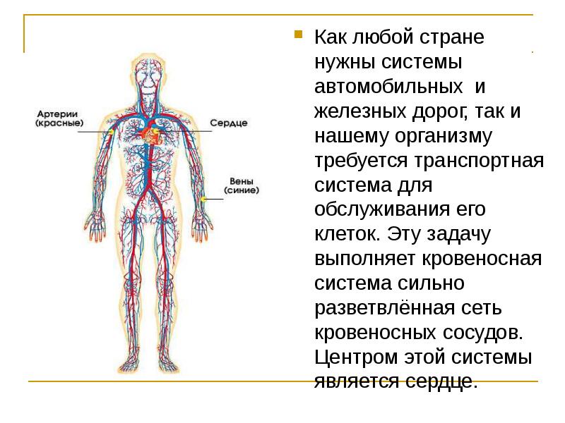 Кровеносная система 3 класс планета знаний презентация