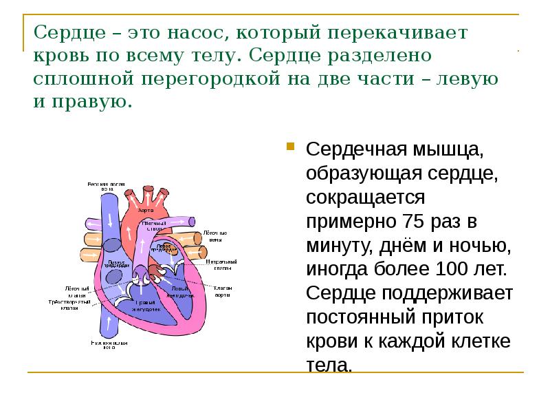 Сердечный это. Сердце насос. Сердце это насос перекачивающий кровь. Сердце как насос.