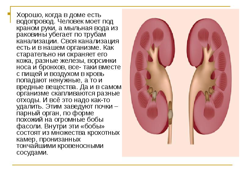 Удали почку. Информация о почках человека. Как почки удаляют из организма вредные вещества. Почки человека 4 класс.