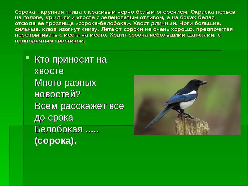 Канал сорока на хвосте принесла