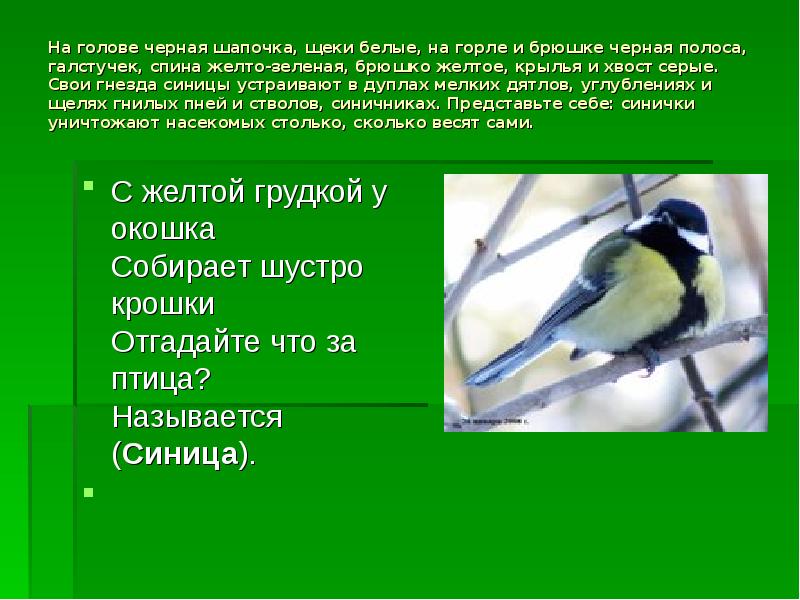 Синица съедает за день столько насекомых. Гнездовье для синиц. Птица серое брюшко голова Крылья хвост. На головке черная шапочка. Гнездо синицы с зеленоватым брюшком.