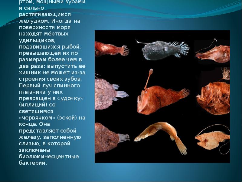 План сообщения о глубоководных обитателях