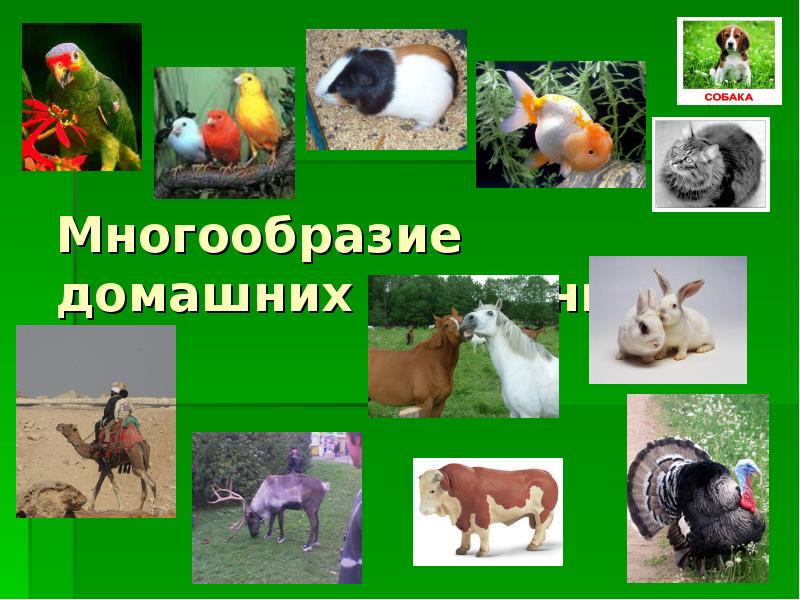 Домашние животные и их животные презентация