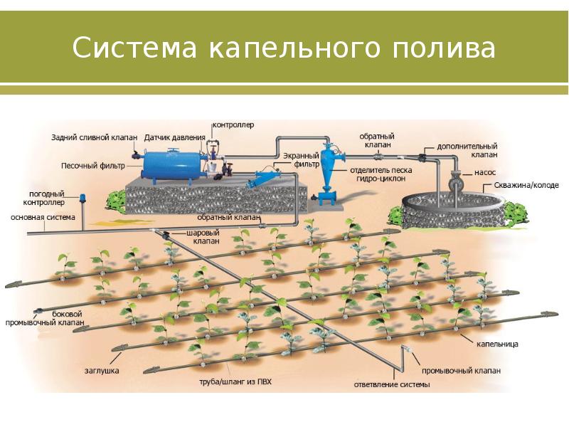 Опишите технику и технологическую схему полива овощных культур