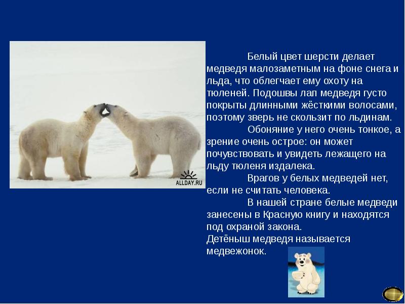 Зачем белая. Цвет шерсти белого медведя. Окраска шерсти белого медведя это. Окраска шерсти белого медведя вид. Белый медведь оттенки шерсти.