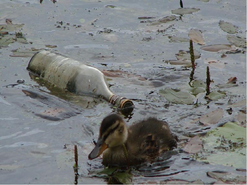 Загрязнение водоемов фото