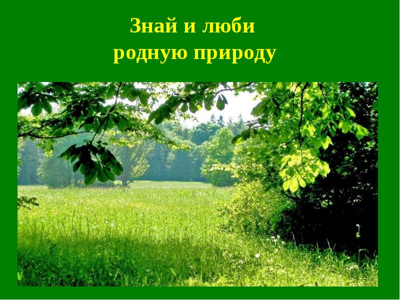 Люблю природу русскую презентация. Знай и люби природу. Надпись природа родного края. Знай и люби родную природу. Изучай и знай природу своего края.