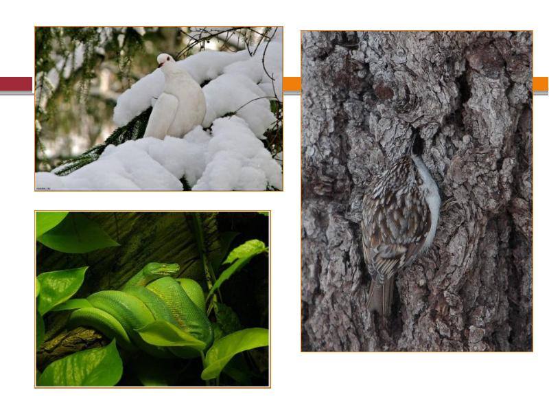 Адаптация организмов к окружающей среде. Поведенческие адаптации растений. Покровительственная окра. Покровительственная окраска примеры животных. Адаптация естественного отбора.