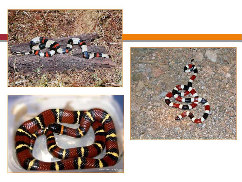Примеры змейка. Коралловый Аспид Мимикрия. Молочная змея Мимикрия. Мимикрия у змей. Мимикрия примеры змеи.