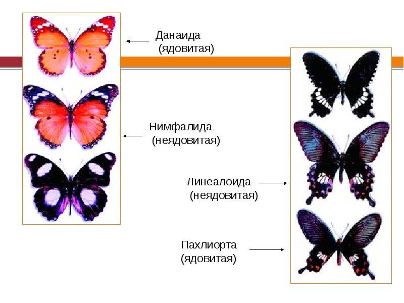 Вид изменчивости играющий ведущую роль в эволюции. Изменчивость в эволюции. Роль симметрии в эволюционном процессе.. Эволюционные изменения бабочек. Цветовая изменчивость у бабочек.