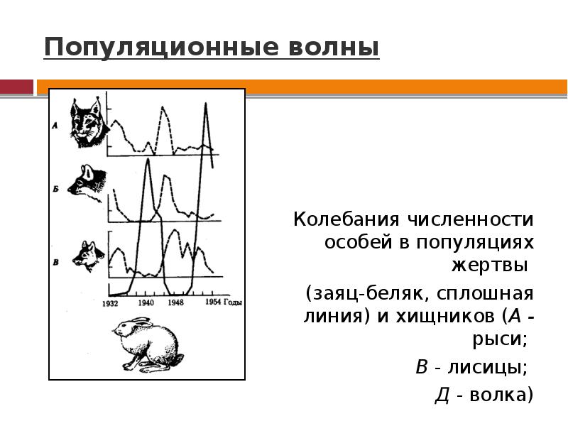 Колебания численности популяции. Популяционные волны волки и зайцы. Колебания численности хищников и жертв. Колебания численности популяционные волны. Популяционные волны хищник жертва.