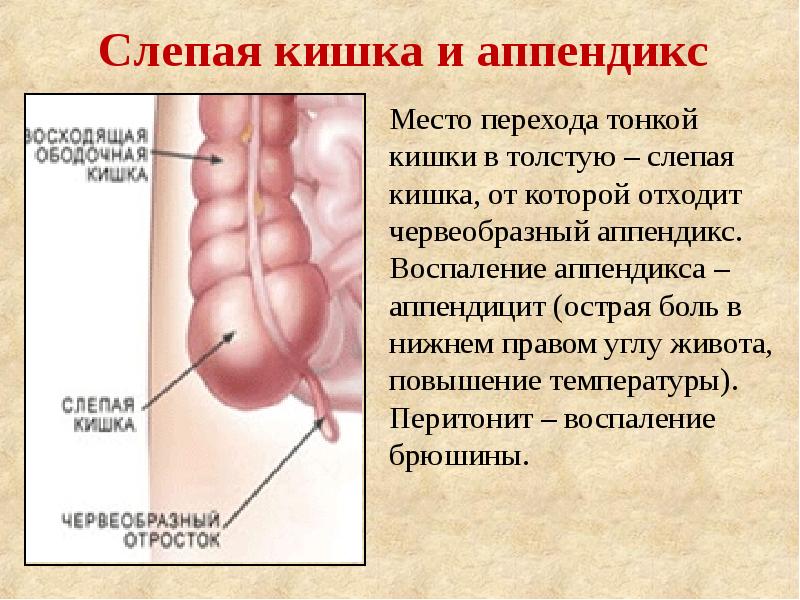 Где расположен аппендицит у человека схема