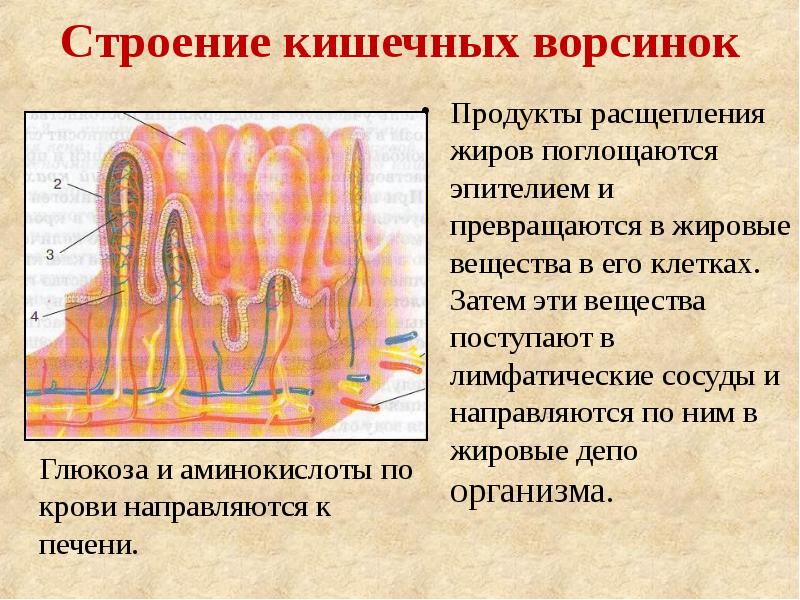 Строение кишечной ворсинки рисунок