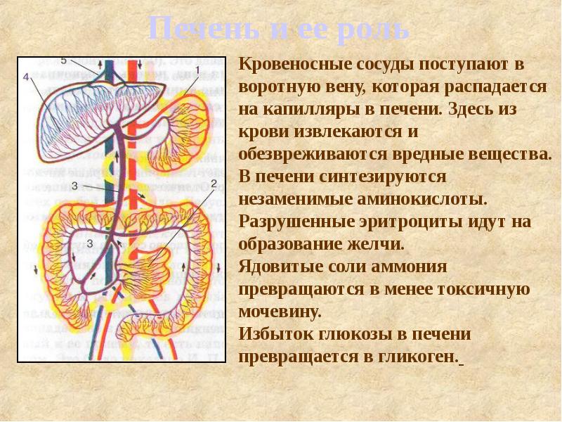 Воротной вене. Воротная Вена печени анатомия. Воротная Вена печени функции. Строение воротной вены. Сосуды воротной вены печени.