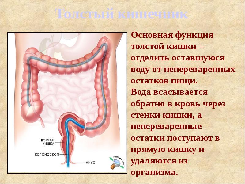 Строение толстой