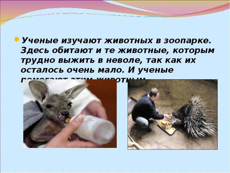 Когда стали изучать животных. Когда стали изучать животных