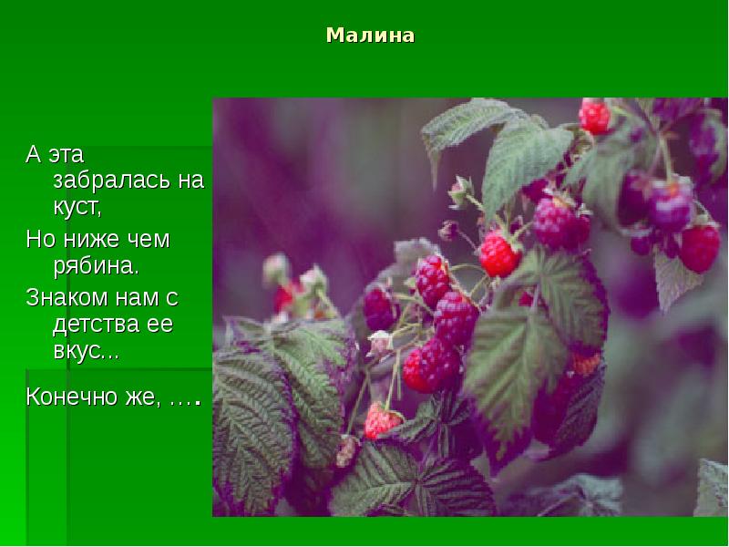 Конечно вкус. Куст малины слова. Я же малина. Многие растения знакомы нам с детства. Текст малиновые горы.