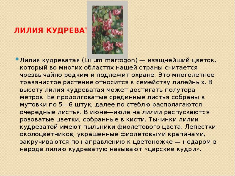 Лилия кудреватая презентация