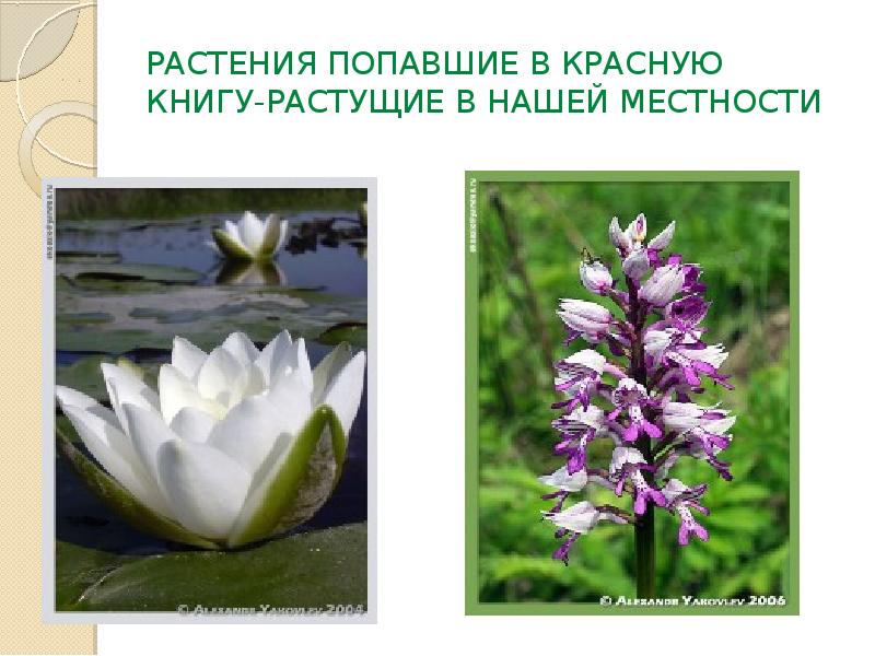 Какие растения и растения занесены в красную книгу россии фото