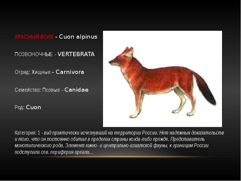 Красный волк красная книга краткое. Красный волк псовые. Красный волк семейство вид род семейство. Красный волк красная книга. Животные из красной книги красный волк.