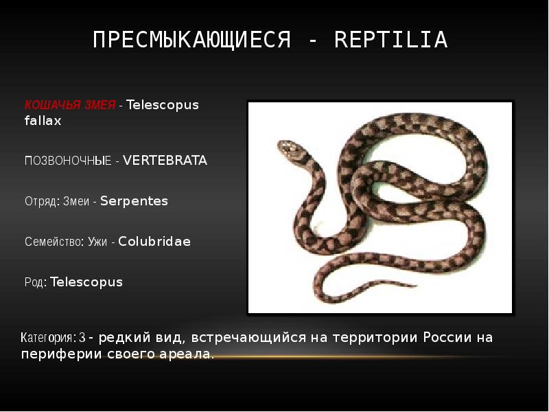 Змеи какой отряд. Змеи из красной книги. Змеи красной книги России. Отряд змеи. Змеи отряд семейство.