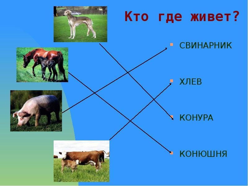 Где живет 2 2 4. Кто живёт в стойле. Кто живет в хлеву. Кто где живет : в овчарне. Кто живет в конюшне.