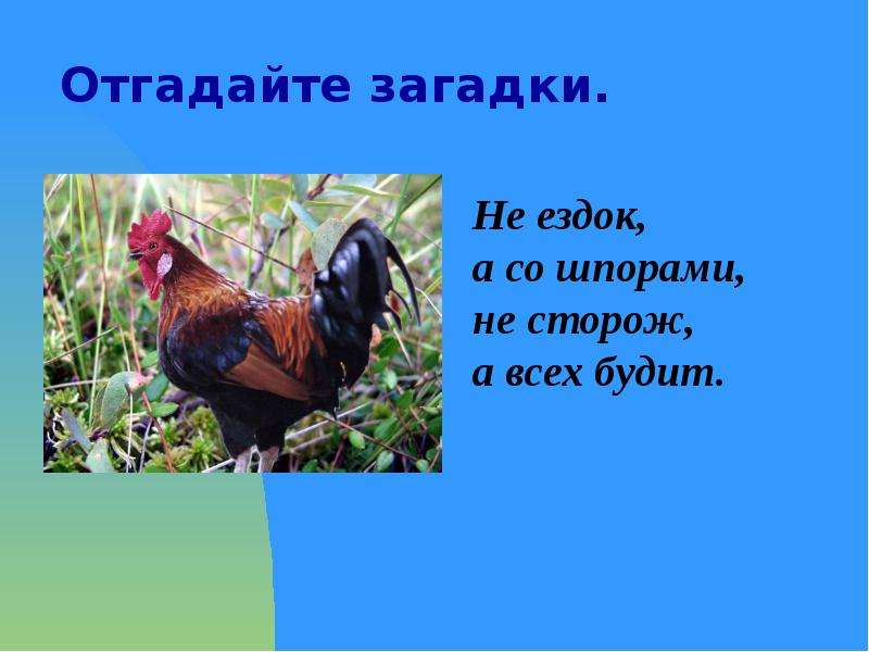 Загадка не имея. Не ездок а со шпорами загадка. Не ездок а со шпорами не сторож а всех будит. Загадка не ездок а со шпорами не сторож а всех будит. Ездок со шпорами.