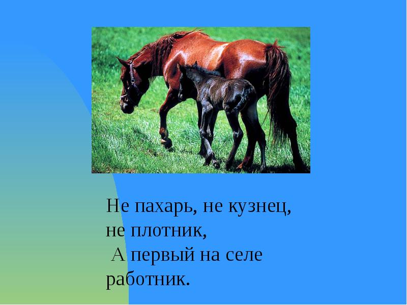 Первый на селе работник. Не Пахарь не кузнец не плотник а первый на селе работник. Загадка не плотник а первый на селе работник. Загадка не Пахарь не кузнец не плотник а первый на селе работник ответ. Не Пахарь не.