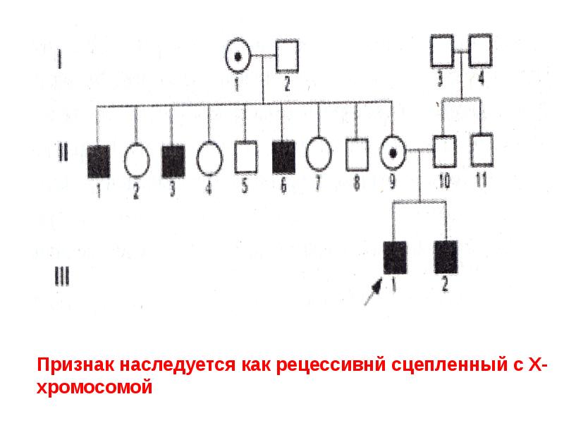 Родословная рахманинова схема генетика