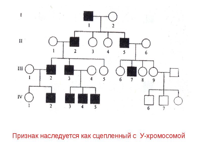 План составления родословной генетика