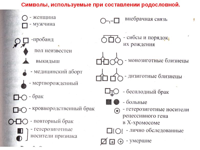 Анализ родословных презентация