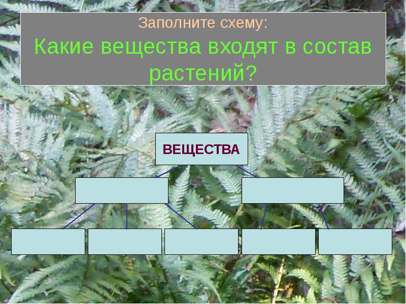 Прочитав параграф заполните схему состав растений 6 класс